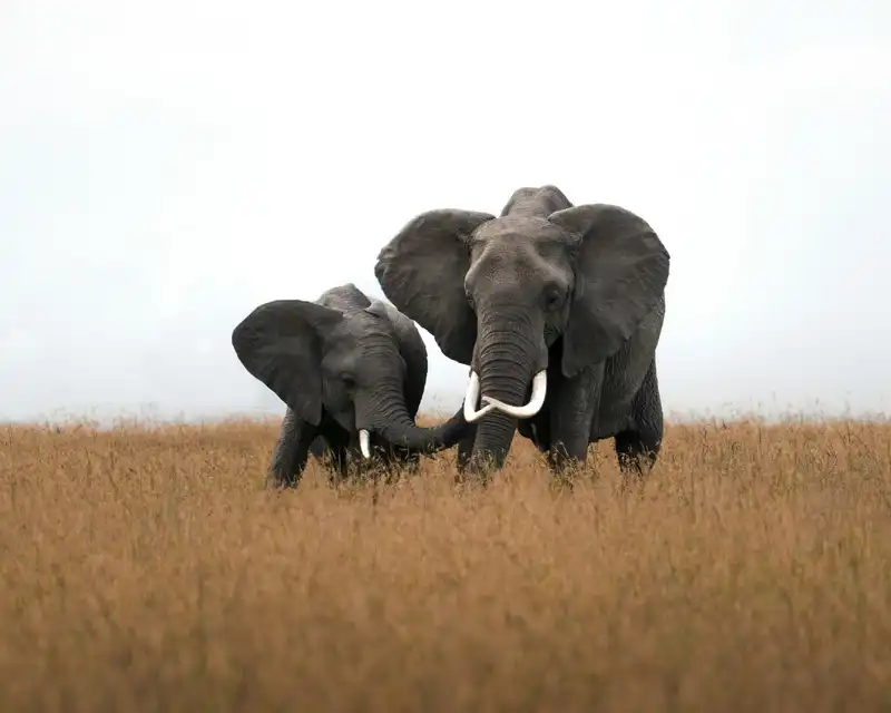 Elephants below the snows of Kilimanjaro in Amboseli